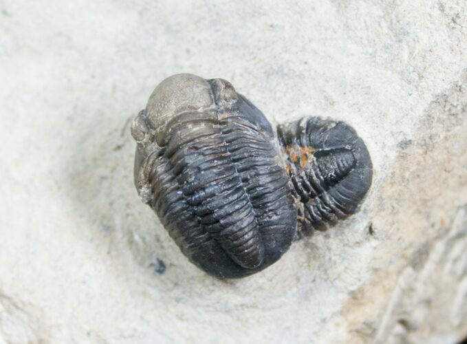 Gerastos Trilobite On Top Of Another #4135